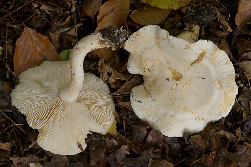 Tricholoma stiparophyllum